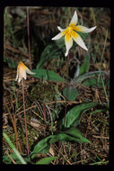 Image of Pacific fawnlily