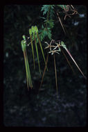 Imagem de Erodium botrys (Cav.) Bertol.