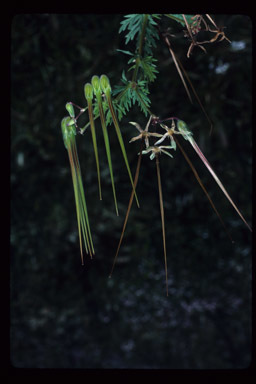 Imagem de Erodium botrys (Cav.) Bertol.