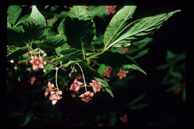 Image of western burning bush