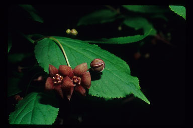 Image of western burning bush