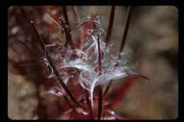 Image of <i>Chamerion <i>angustifolium</i></i> ssp. angustifolium