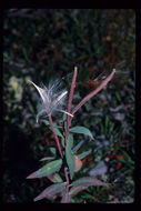 Image of dwarf fireweed