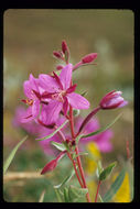 Image of dwarf fireweed