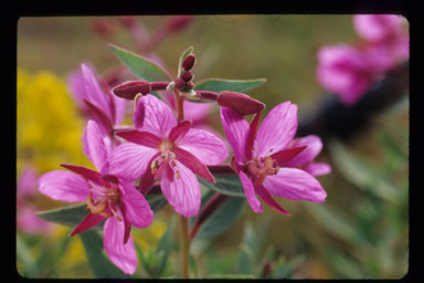 Image of dwarf fireweed