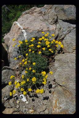 Image of sulphur-flower buckwheat