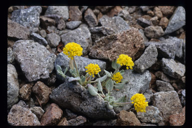 Image of sulphur-flower buckwheat