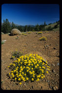 Image of sulphur-flower buckwheat