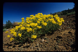 Image of sulphur-flower buckwheat