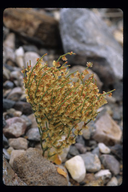 Imagem de Eriogonum nidularium Coville