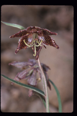 Image of spotted fritillary