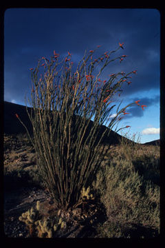 Image of ocotillo