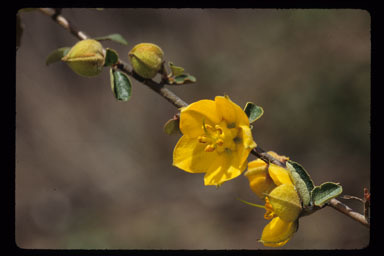 Sivun Fremontodendron californicum (Torr.) Coult. kuva