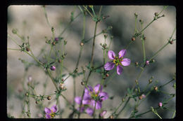 Image of California fagonbush