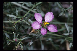 Image of California fagonbush