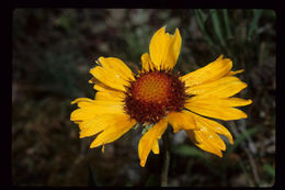 Plancia ëd Gaillardia aristata Pursh