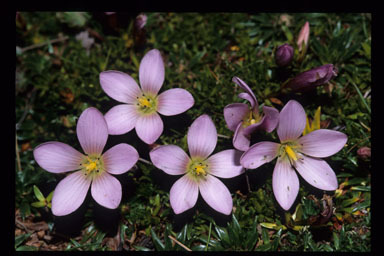 Image of Gentianella cerastioides (Kunth) Fabris