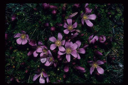 Image of Gentianella cerastioides (Kunth) Fabris