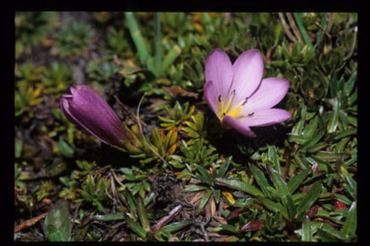 Image of Gentianella cerastioides (Kunth) Fabris