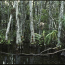 Image of bald cypress