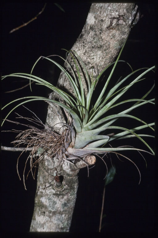 Image de Tillandsia fasciculata Sw.