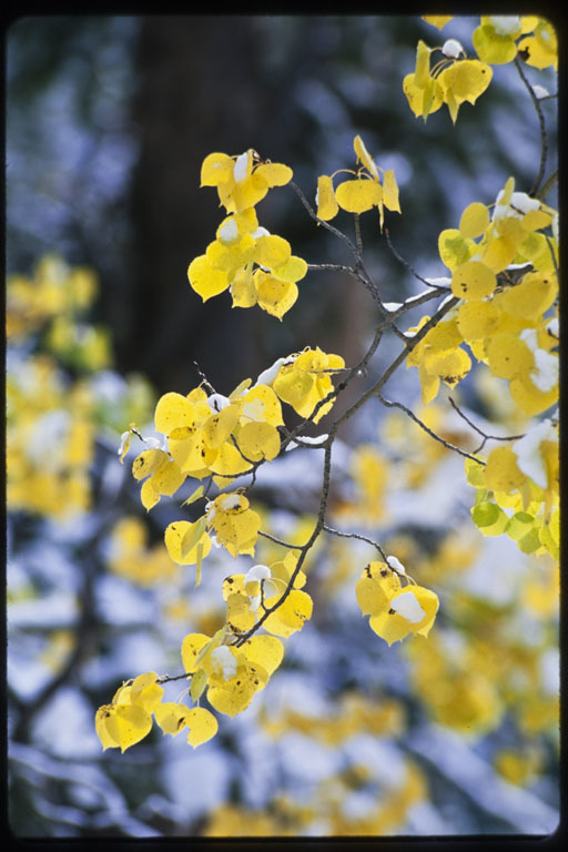 Image of quaking aspen