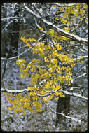 Image of quaking aspen