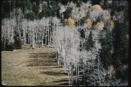 Image of quaking aspen