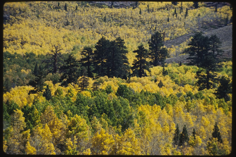 Image of quaking aspen