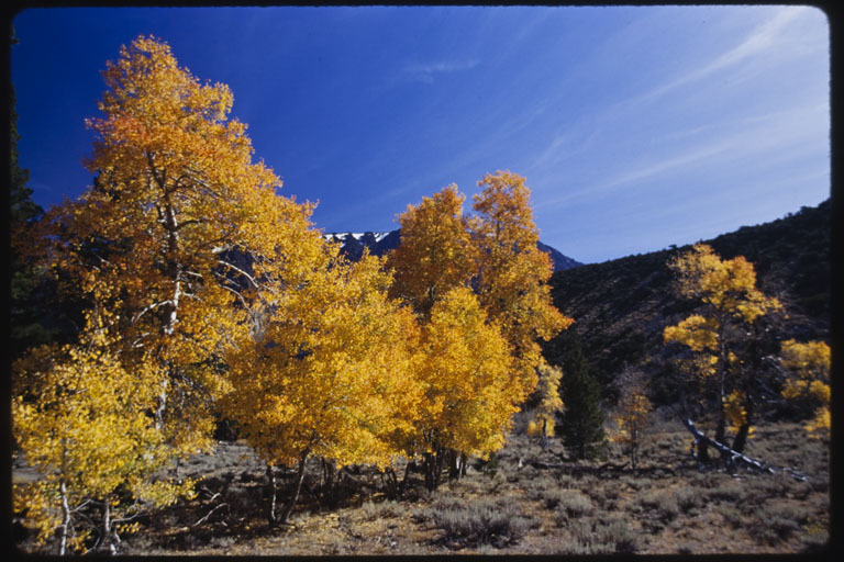 Image of quaking aspen