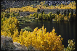 Image of quaking aspen