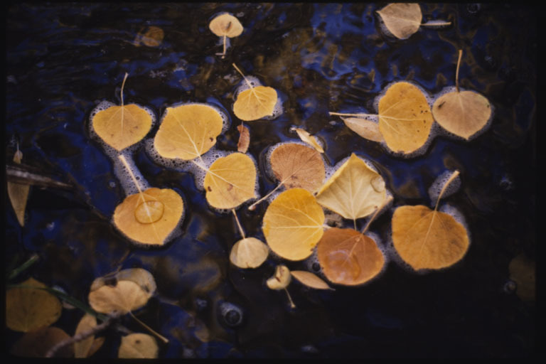 Image of quaking aspen