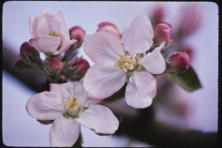 Image of paradise apple