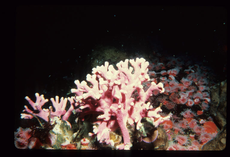 Image of Lace corals