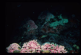 Image of Lace corals