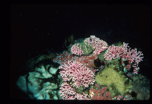 Image of Lace corals