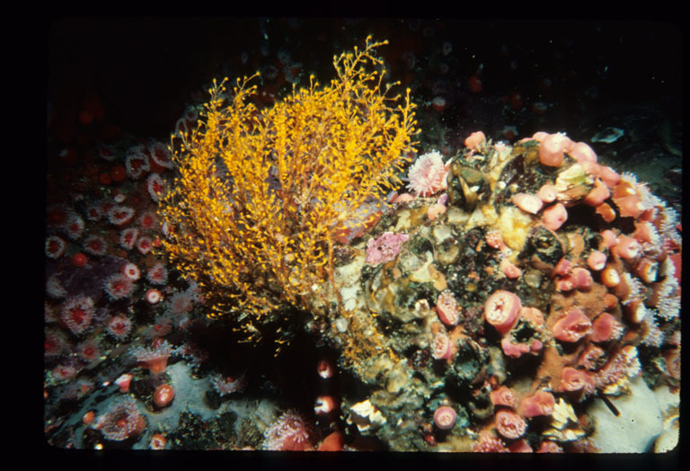 Image of orange hydroid