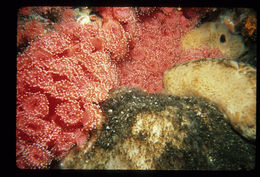 Image of Strawberry anemones