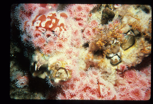 Image of Giant Acorn Barnacle