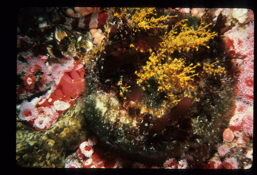 Image of orange hydroid