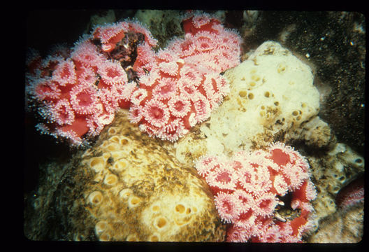 Image of Strawberry anemones