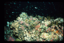 Image of Giant Acorn Barnacle