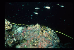 Image of Giant Acorn Barnacle