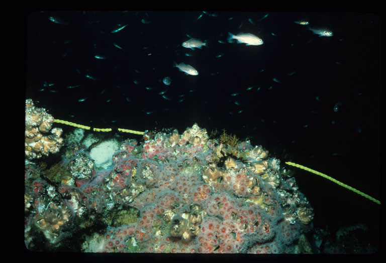 Image of Giant Acorn Barnacle