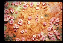 Image of Strawberry anemones