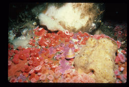 Image of Jeweled Top Snail