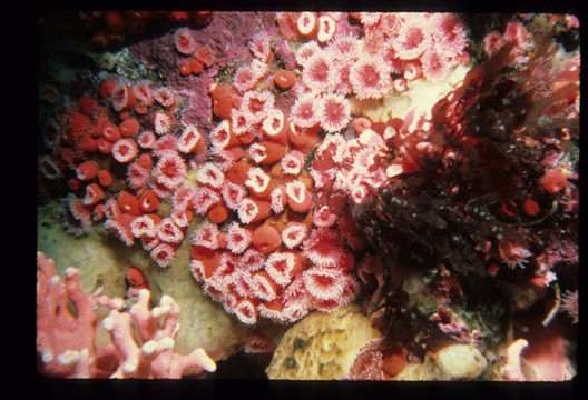 Image of Strawberry anemones