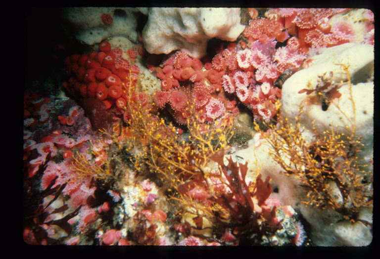 Image of orange hydroid