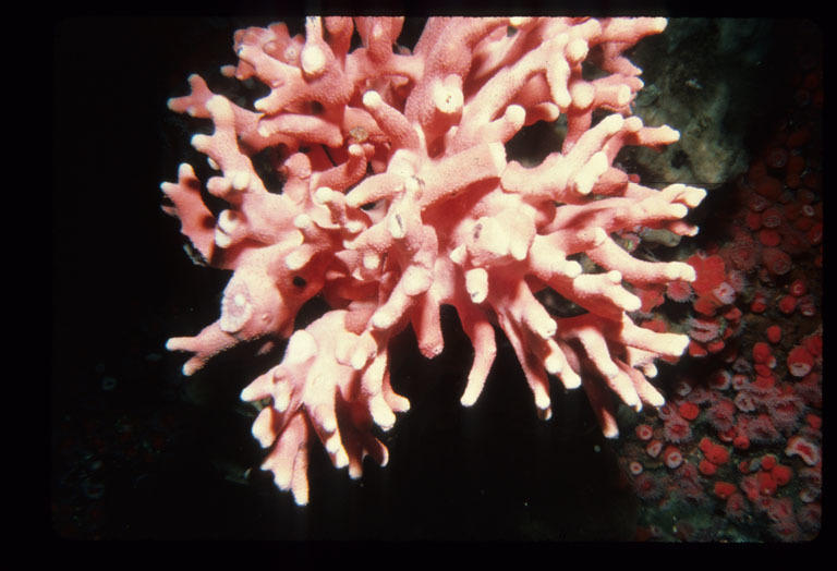 Image of Lace corals