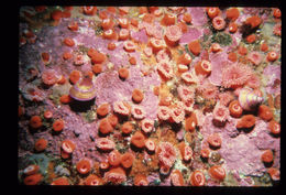 Image of Jeweled Top Snail